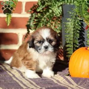 Pearl, Shih Tzu Puppy